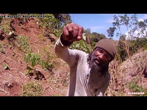 Natural Farming Secrets & Powerful Herb Benefits 🌿🌍 #naturalfarming #healingherbs