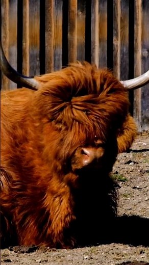 sound of highland cows - cow videos - cow dance - cow sounds