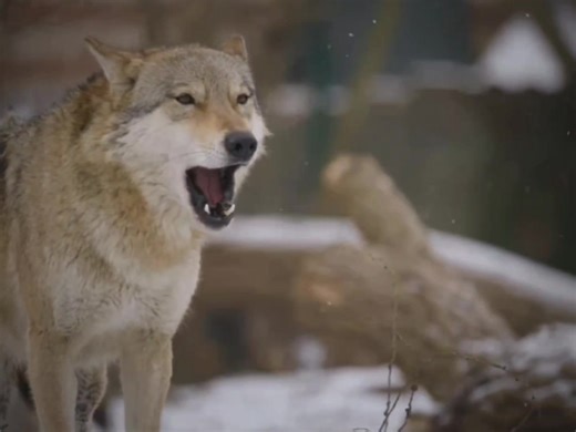 #wolves #edit #nature #animals #beautiful