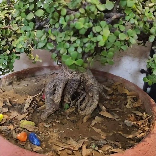 Creating a Stunning Jade Plant Bonsai: Step-by-Step Tutorial