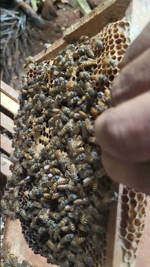 Honey, bee box inside