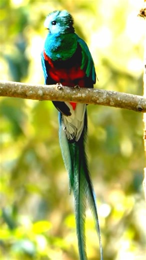 2.1K views · 38 reactions | Exploring Costa Rica: Resplendent Quetzal...