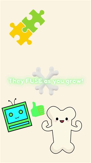 How many bones are in your body?