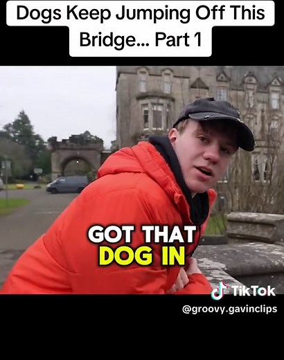 Dogs Keep Jumping Off This Bridge... @groovygavin_