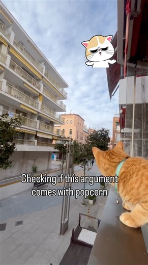 This Cat Takes Neighborhood Watch VERY Seriously #cat #cats #catsofyoutube #catshorts #funnycats