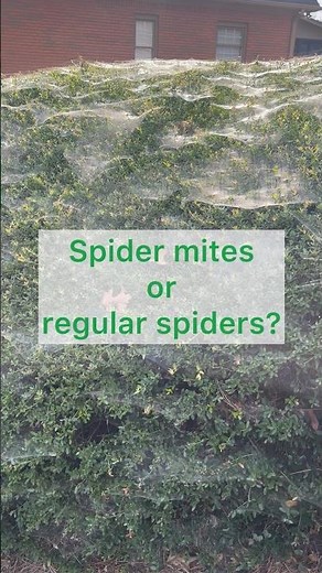 Spider Mites or regular spider webs? How to know the difference.