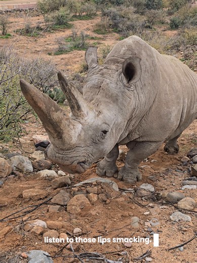 El mejor tipo de muckbang con animales