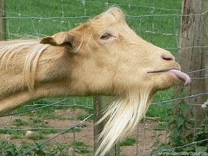 Taylor Swift - Trouble (Goat Version)