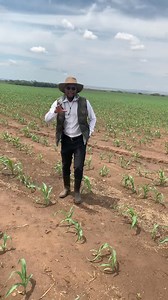167K views · 3.9K reactions | Flash back to our good times. Maize production video by agronomist H.kanyimbo. Using a combination of Anchor and Paraquat during the pre-emergence stage in maize production results in a field that is effectively cleansed, resulting in a 100% yield. #fypシ゚viralシfypシ゚viralシalシ #fypviralシ #agriculture | Agronomist H Kanyimbo | Facebook