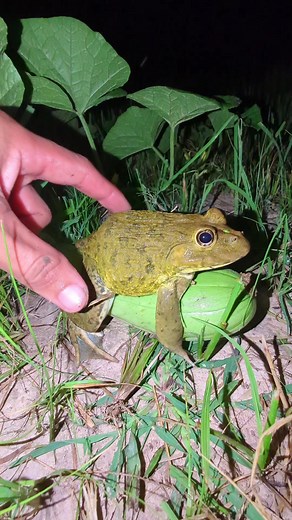 Funny Frog Ripening a Cucumber | Hilarious Frog Moments