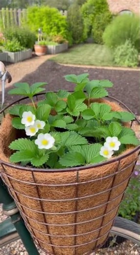 This simple bike basket turns strawberries into a hanging harvest