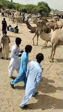 desert New camel's life live