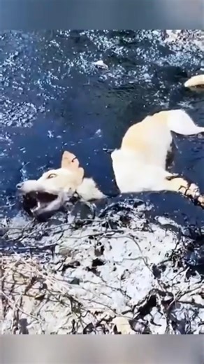 A man save the dog life♥️