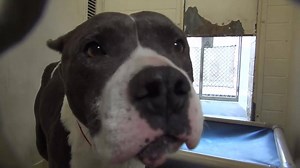 ADOPTED - moved to SAFE Album 12/03 Sweet CLEMENTINE is about 9 years old and she has cal, gentle, beautiful energy and she is full of love. She needs help fast, before she gets Sick. She scored a PERFECT A on her TEMP TEST!!! Please SHARE for her life, she is VERY special and a FOSTER or ADOPTER would save her. Thanks! #A5006711 My name is CLEMENTINE I'm an approximately 9 year old female Am. Staffordshire. I am not yet spayed. I have been at the Carson Animal Care Center since 10/27. I will be