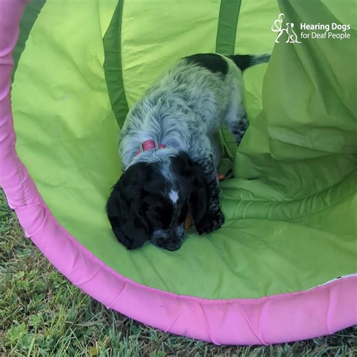 It's cocker spaniel chaos of the cutest kind with our C Litter 🐶 Our eight-week old puppies were full of energy on their recent visit to us and had lots of fun exploring all the toys. Playing, zooming, and having cuddles are the best way to spend the morning before meeting their volunteer trainers 🐾🥰 | Hearing Dogs for Deaf People