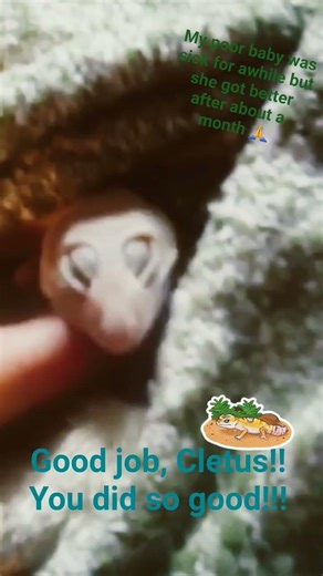 my poor baby leopard gecko was sick for about a month. she didnt move much or eat. she got better!!!