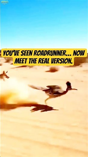You’ve seen Roadrunner… now meet the real version.