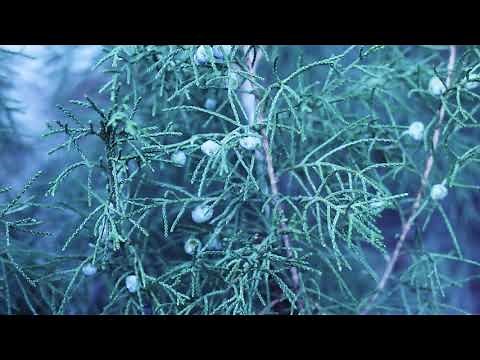 Juniper Tree