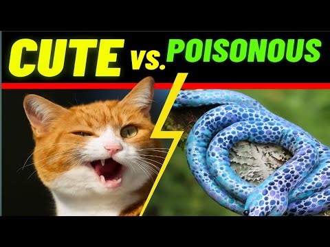 Pet Snakes: "Everything You Need To Know Before Getting One"