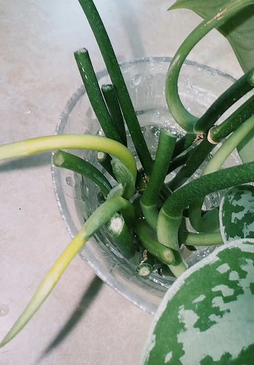 Propagating Plants: A Step-By-Step Guide