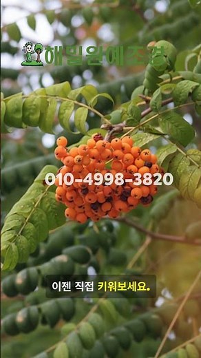 해밀원예조경(010-4998-3820) 나무 묘목 약용수 조경수 마가목