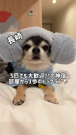 アイランド長崎での犬と泊まれる旅🐾✨