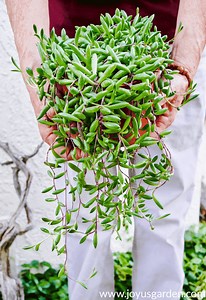 7 Popular Hanging Succulents To Love | Joy Us Garden