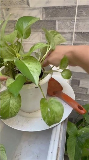 Asi consigo las plantas de potos grandes