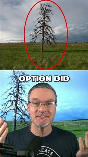 How would you photograph this tree? Get your FREE camera settings cheat sheets. Visit timsphotos.com