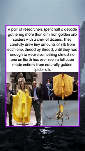 A pair of researchers spent half a decade gathering more than a million golden orb spiders with