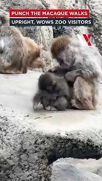 Finding His Feet! Viral Sensation Punch The Macaque Ditches Four Legs, Masters Upright Walk | VERTEX
