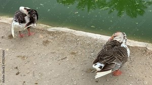 Domestic goose in the DG.Khan Zoo. Footage of a Domestic Goose Group. White and brown domestic farm goose cleaning feathers. Domesticated farm bird, slow motion. Goose is cleaning their feathers. 4K