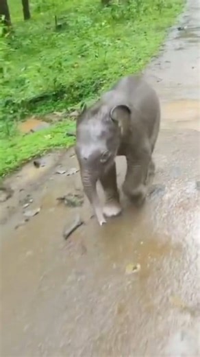 7.8K views · 127 reactions | A Baby elephant following Jeep #Wildlife #ViralVideo #NatureLovers #SafariMoments #TrendingNow | Wild Safari | Facebook