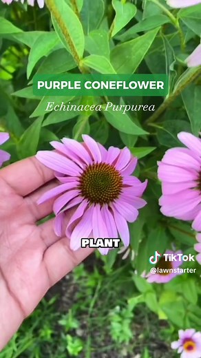Embrace the Beauty of Xeriscaping: Discover the Best Plants to Transform Your Landscape with Sustainable Elegance 🌵🌼 #lawnstarter #lawncare #lawntiktok #landscapeideas #xeriscaping #nativeplants #plants #lavender #englishlavender #whalestongue #whalestongueagave #purpleconeflower #coneflower #iceplant