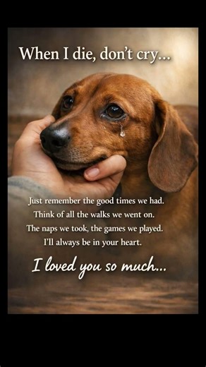 When I Die, Don’t Cry… 🐾 | A Dog’s Message to Its Human.. #dog #pets