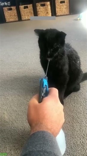 Funny Pets 😾 #funny 🙀 # Part 7060