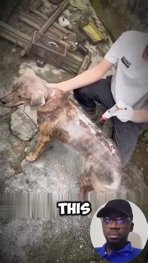 Is your yorkie itching and scratching