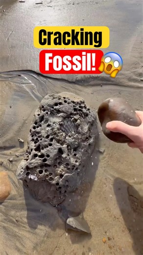 Cracking Open 20 Million Year Old Fossil! 😱 #animals #nature #shorts