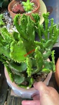 Euphorbia #plants #garden #succulents #houseplants