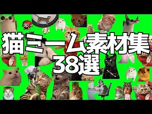 猫ミーム素材38選【猫ミーム素材集】cat meme green screen