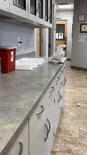 Happy....Happy😍🦜 #parrots #greenparrot #ringneck #birds #pets | I am a ParrotS