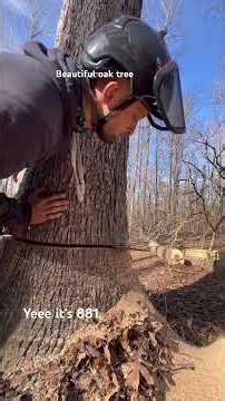 ‪@Sherrilltree‬ ‪@stihlusa‬ #treeservice #treeremoval #treefalling #pruning #trimming #clogger