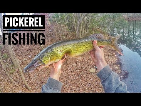 TARGETING PICKEREL in a SMALL CANAL - Virginia (REUPLOAD) #fishing #fishingvideo #fishinglife #pike