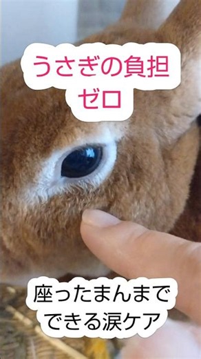 【うさぎの目のケア】座ったままでできる！お家で負担ゼロの正しい涙・目やにのお手入れ方法 #shorts