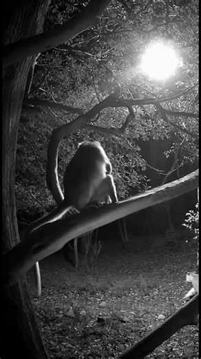 monkey save rabbit from lion #animalvideo #animals #AnimalRescue