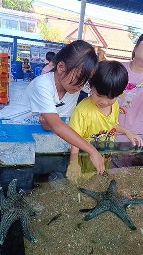 ปลาดาว ปลานีโม่ ปลาการ์ตูน