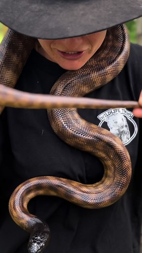How long is a snakes tail!? 🐍🐍🤷‍♀️🤷‍♀️ Have you ever thought about it? Where does the tail start? 🤔🤔🦎🦎 Well it’s actually a difference between snakes and lizards. See snakes have a smaller tail length then their snout to vent length. But lizard tails are much larger then their snout to vent length. 👍👍🤓🤓 The more you know… #thewildlifetwins #blackheadedpython #lizards #australia #lgbtq #wildlife #bundy #python #coldblooded #australianwildlife