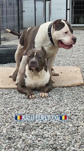 kalubullyromania pe TikTok