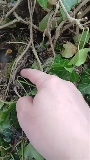 Day 2 in the Robin Redbreast Nest in North Manchester