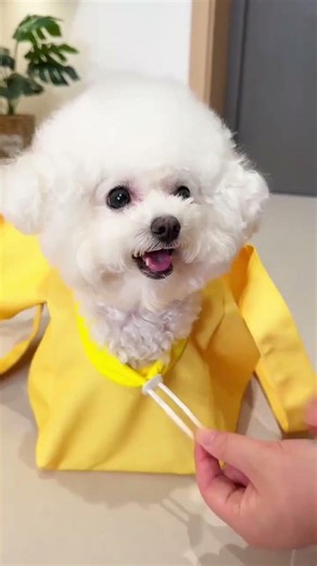 Best Pet Carrier Bag for Small Dogs! 🐶💛 #PetCarrier #DogShorts